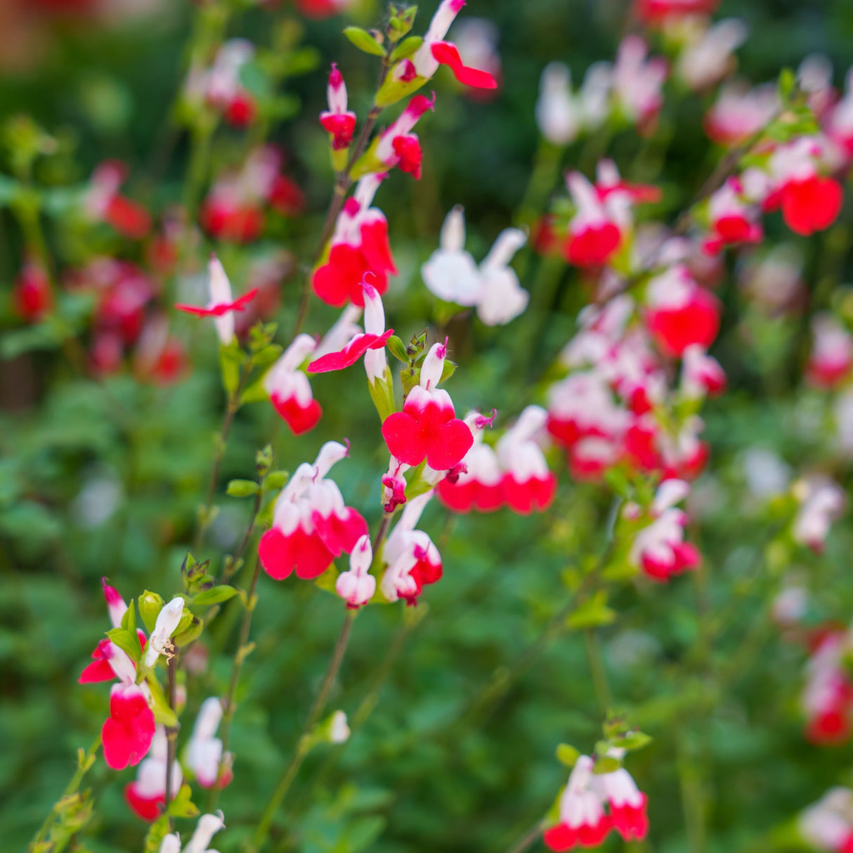 Salvia microphylla ‘Hot Lips’