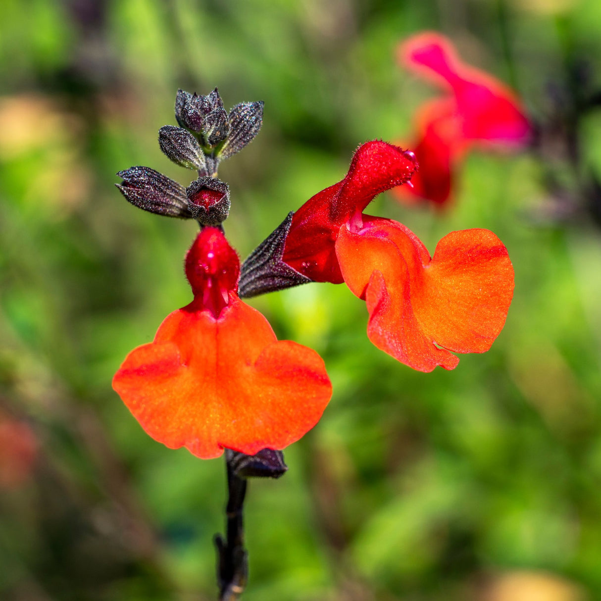 Salvia microphylla ‘Royal Bumble’