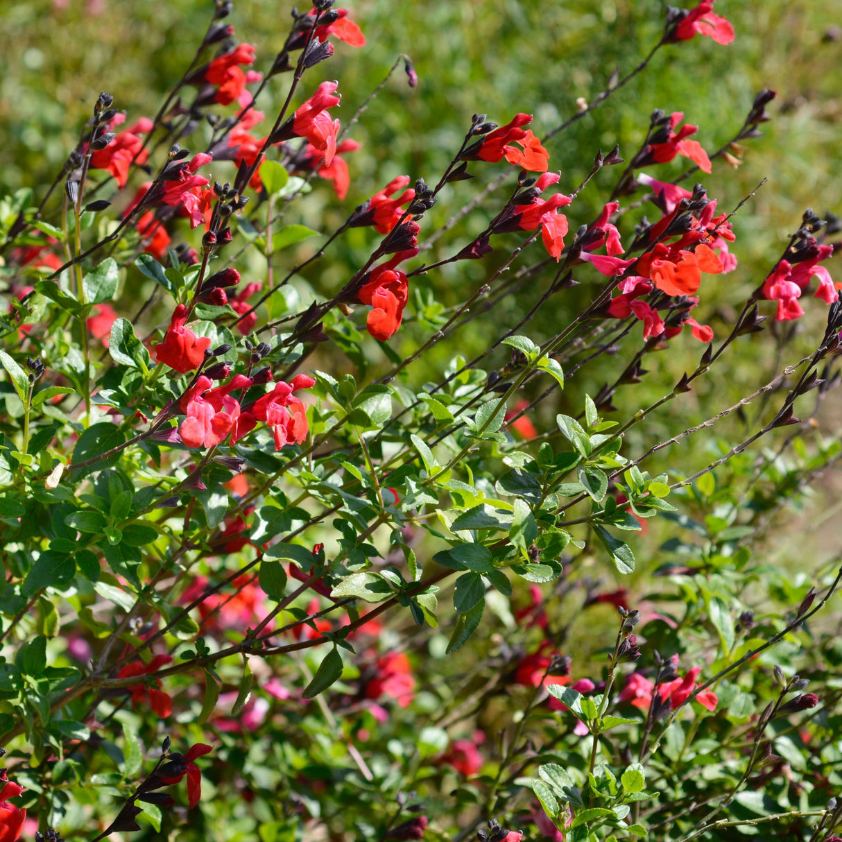 Salvia microphylla ‘Royal Bumble’