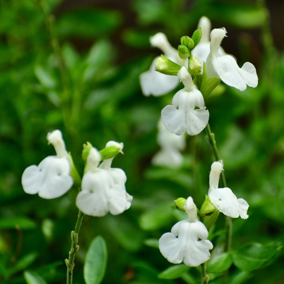 Salvia microphylla ‘Gletsjer’