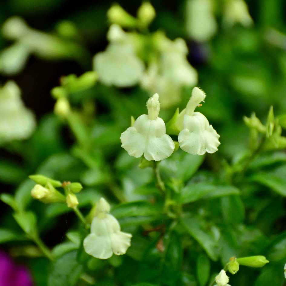 Salvia microphylla ‘Gletsjer’
