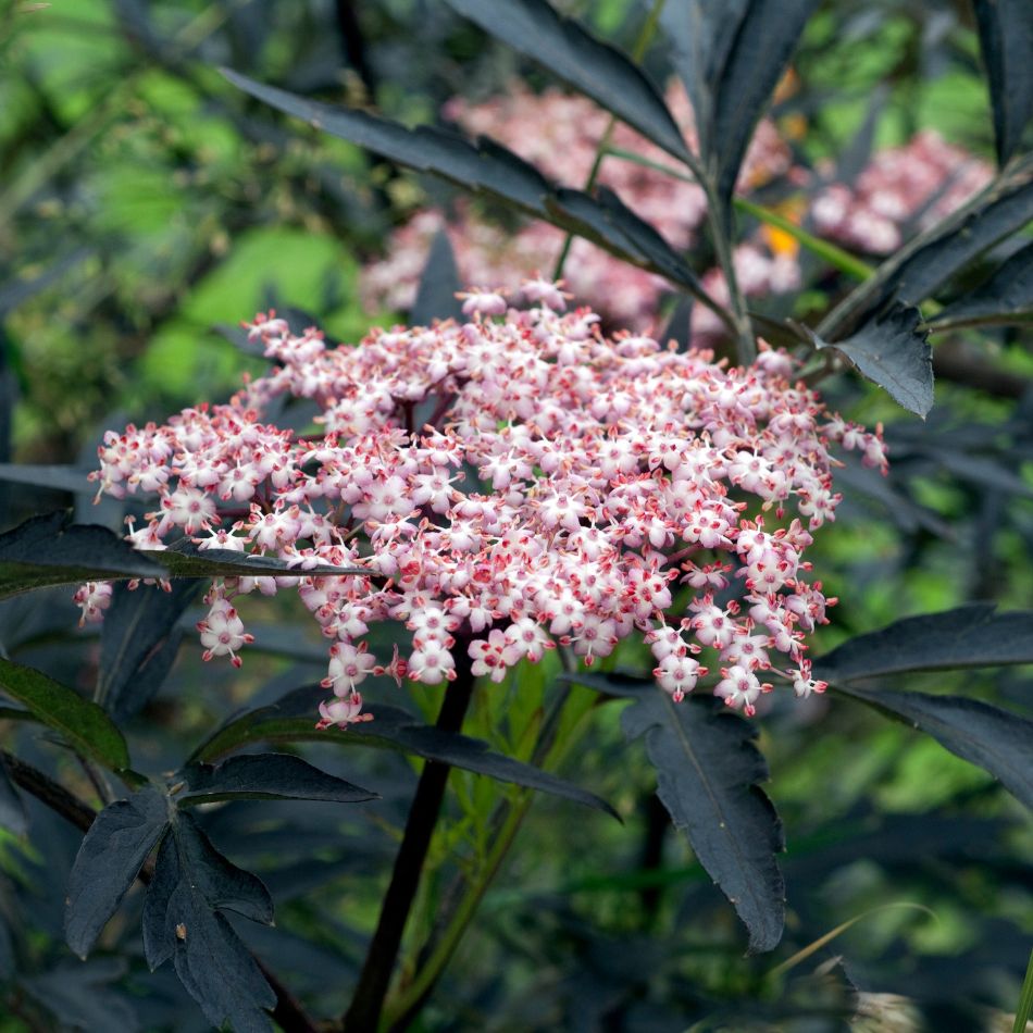 Sambucus nigra ‘Black Lace’