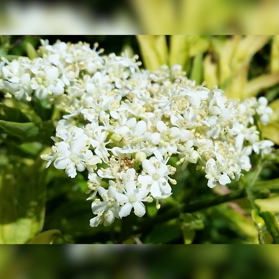 Sambucus nigra ‘Golden Tower’