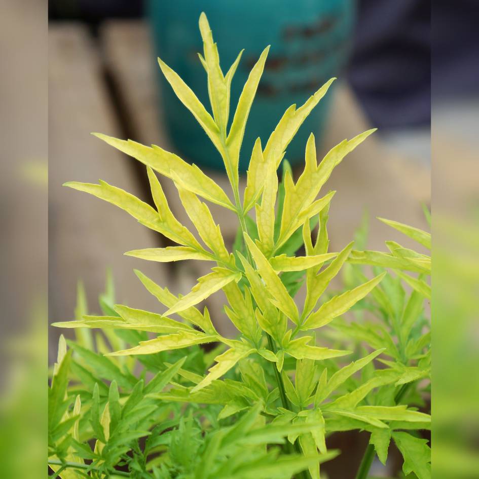 Sambucus nigra ‘Golden Tower’