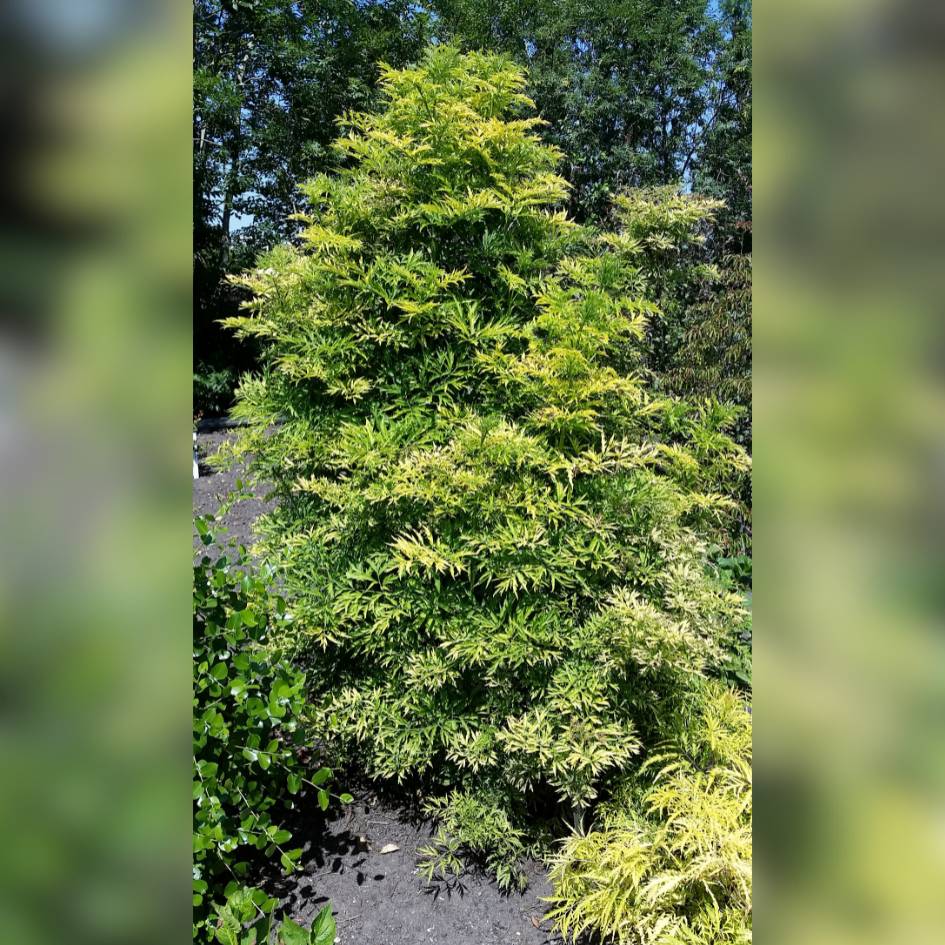 Sambucus nigra ‘Golden Tower’