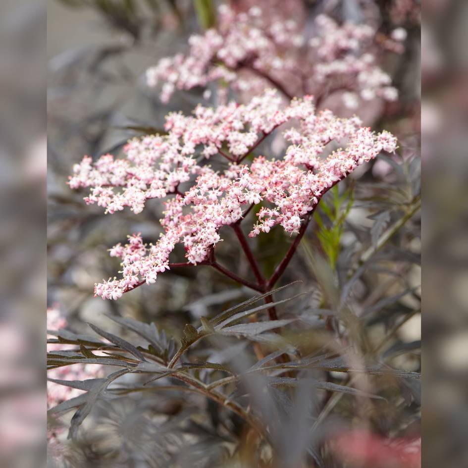 Sambucus nigra ‘Black Lace’