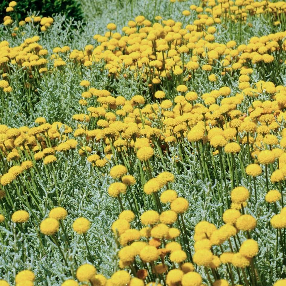 Santolina chamaecyparissus ‘Lambrook Silver’