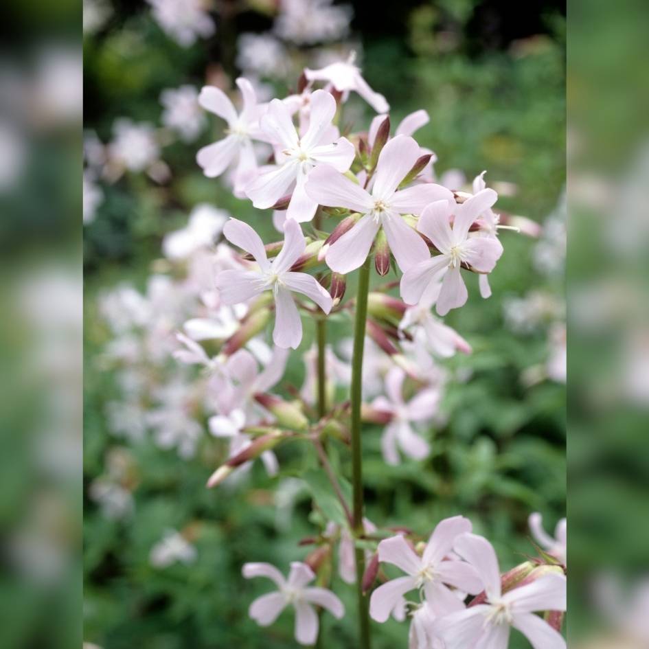 Saponaria officinalis