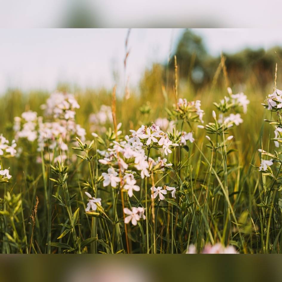 Saponaria officinalis