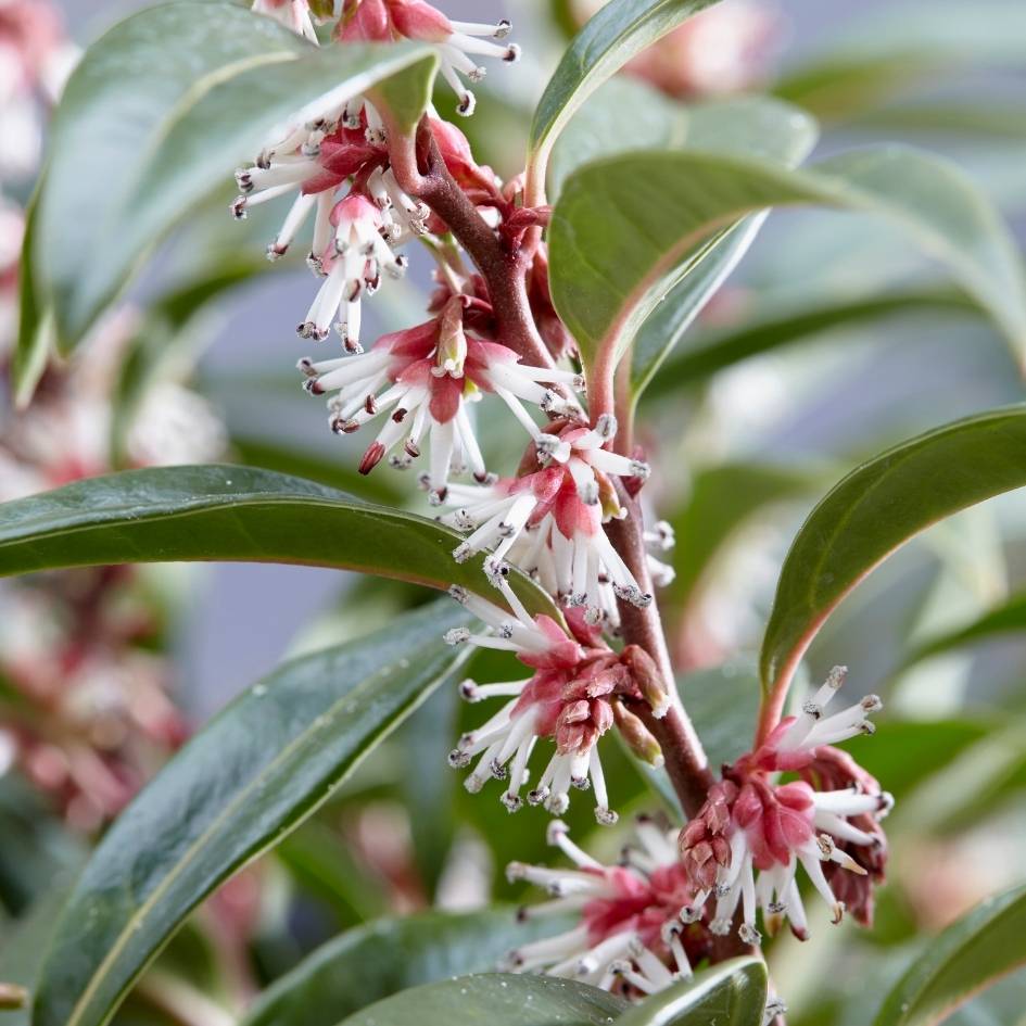 Sarcococca hookeriana ‘Winter Gem’