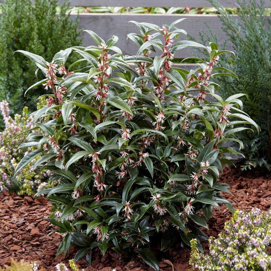 Sarcococca hookeriana ‘Winter Gem’