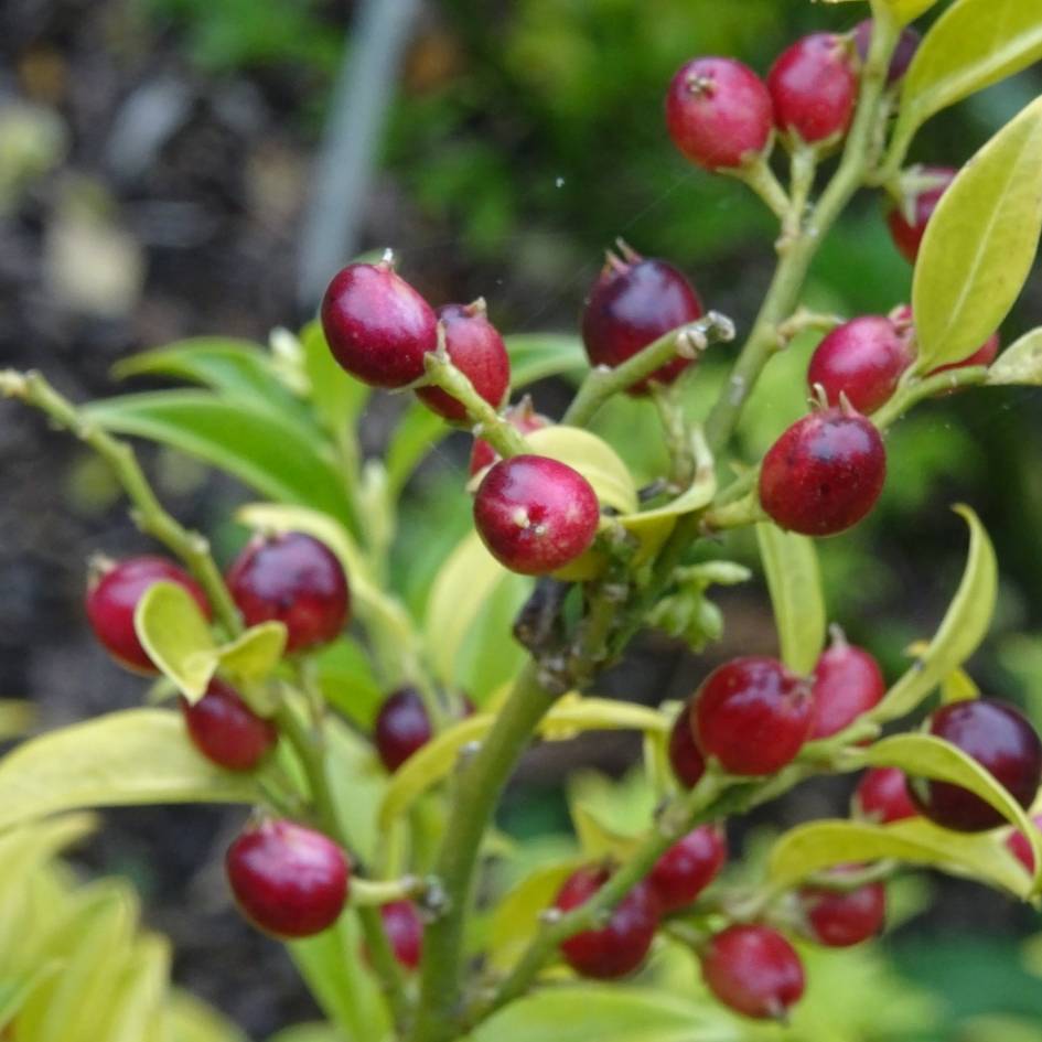 Sarcococca ruscifolia