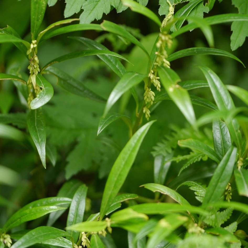 Sarcococca saligna