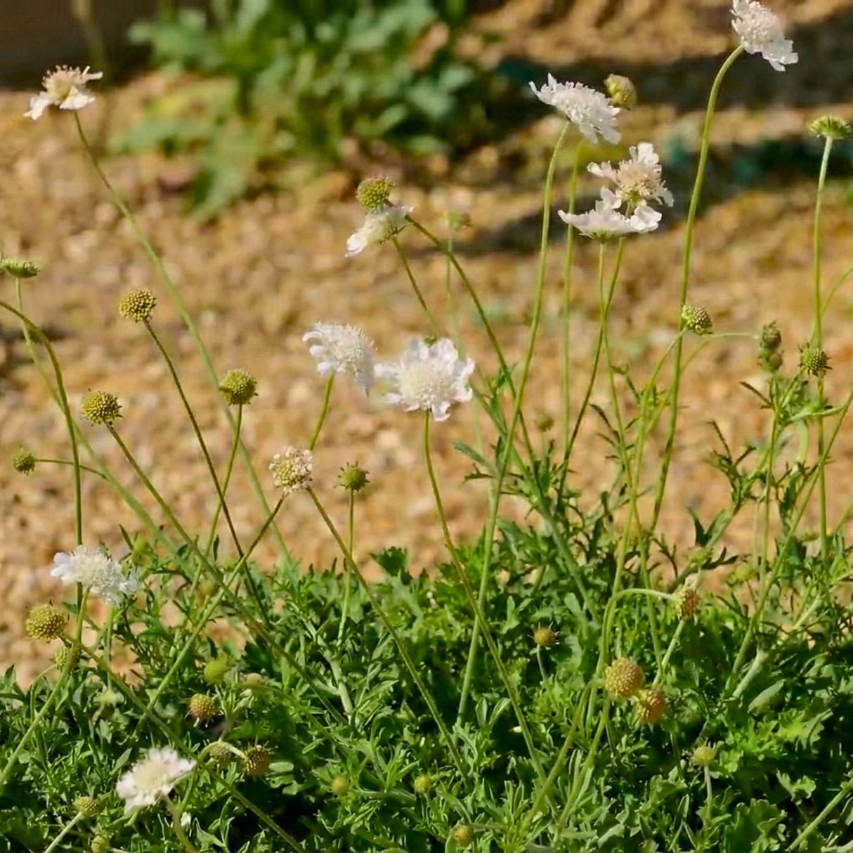Scabiosa ‘Kudo White’