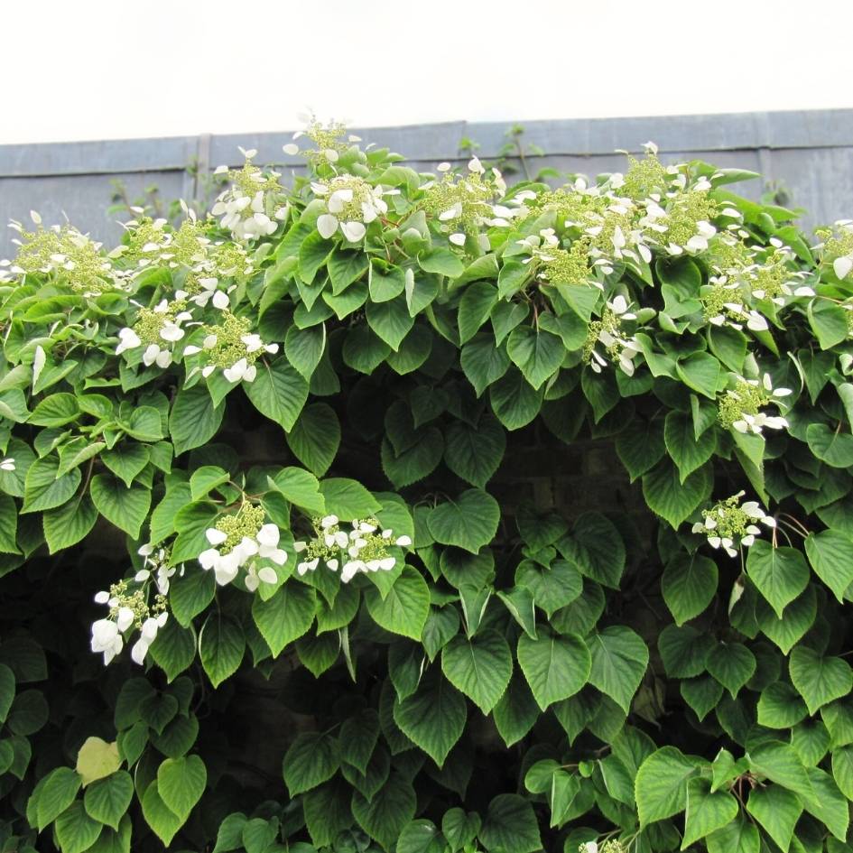 Hydrangea hydrangeoides ‘Roseum’