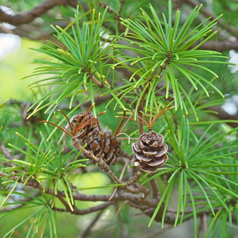 Sciadopitys verticillata