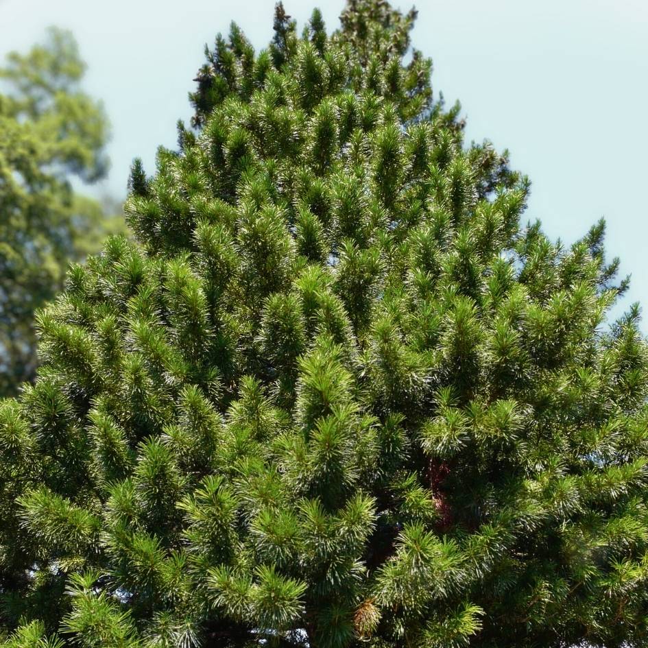 Sciadopitys verticillata