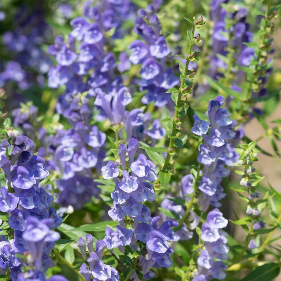 Scutellaria scordiifolia