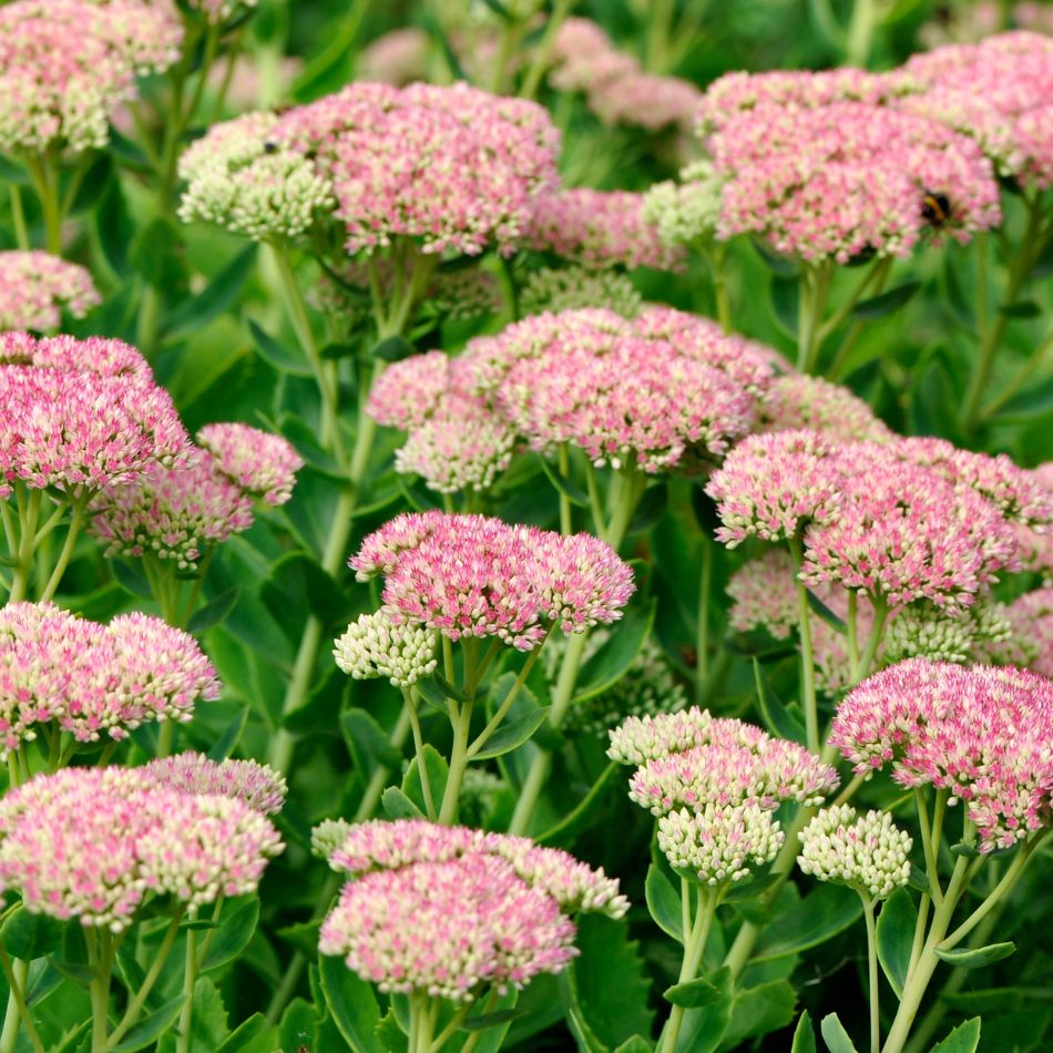 Sedum spectabile ‘Herbstfreude’
