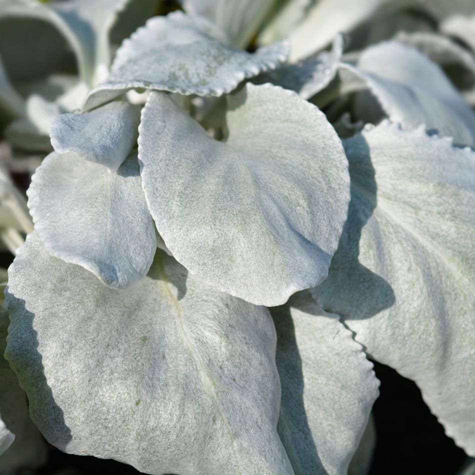 Senecio candidans ‘Angel Wings’
