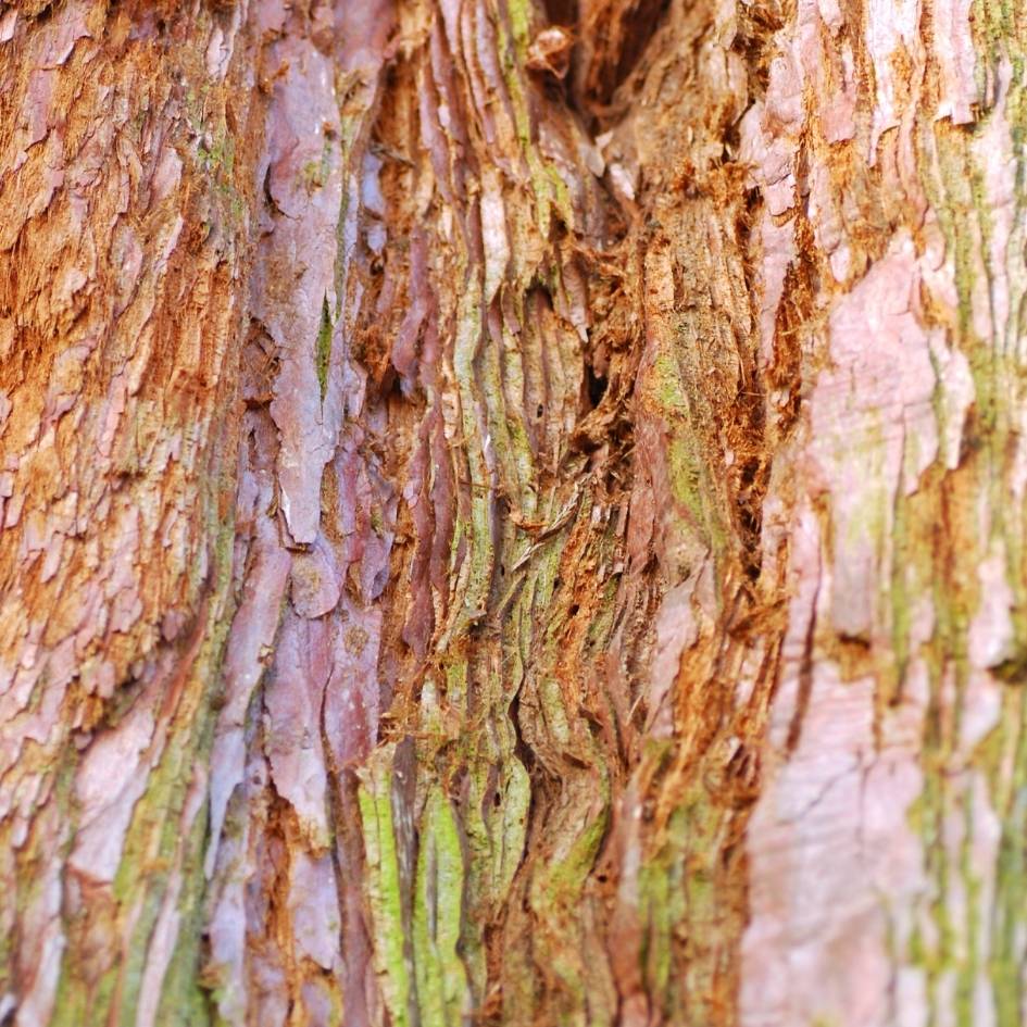 Sequoiadendron giganteum