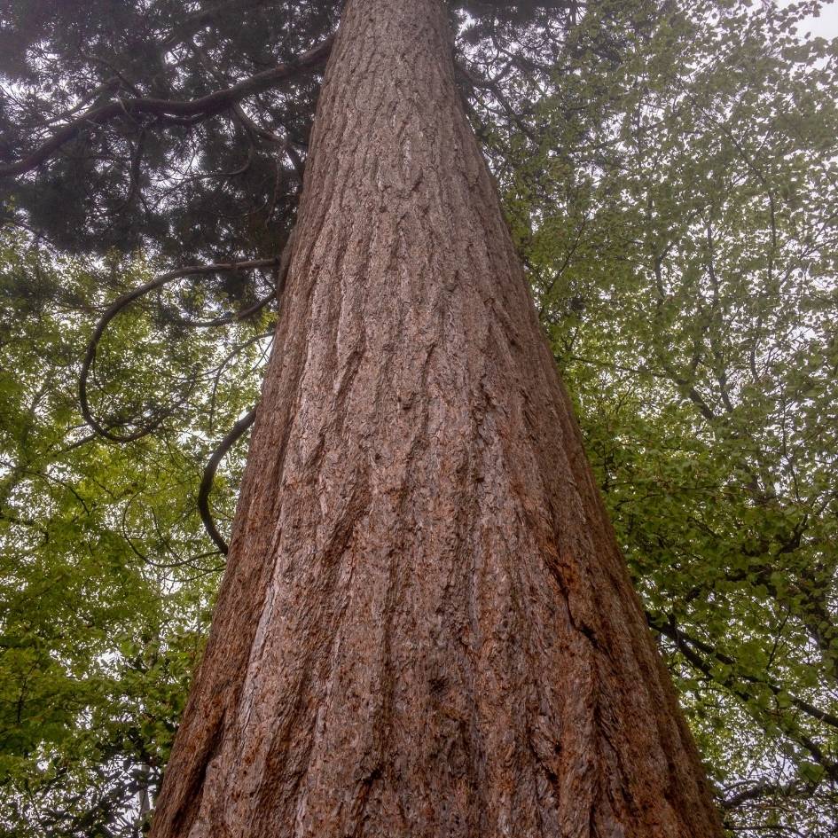 Sequoiadendron giganteum