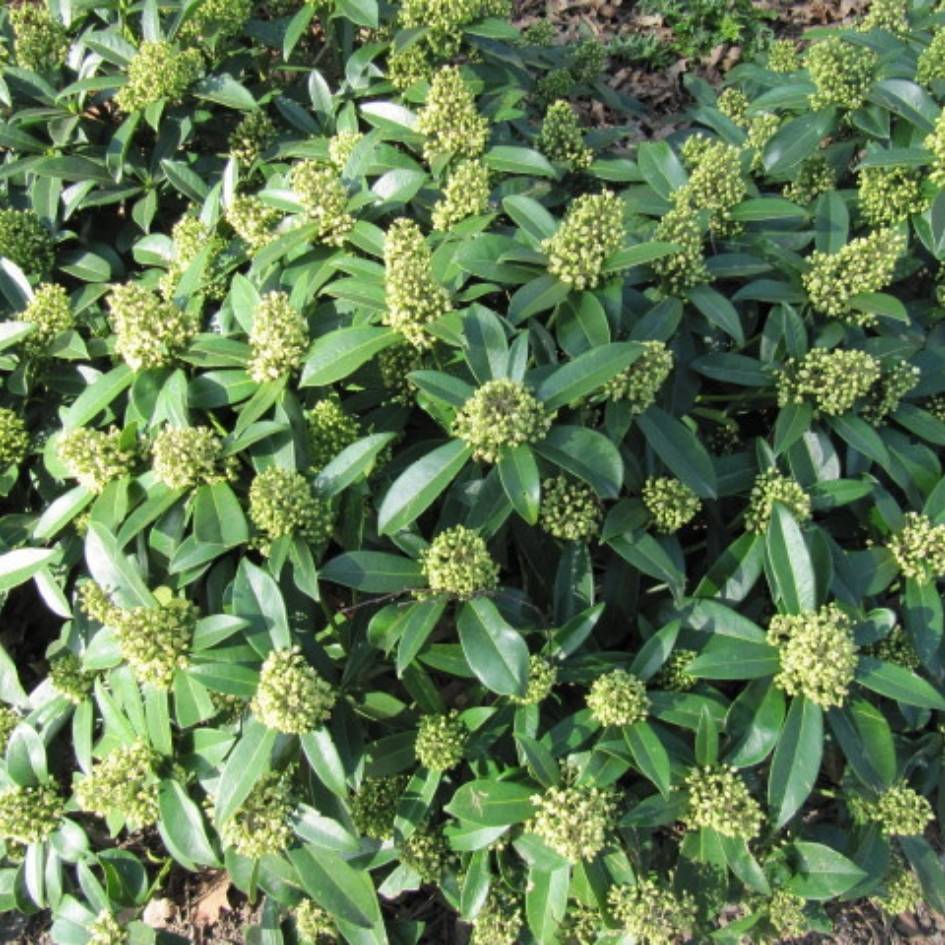 Skimmia × confusa ‘Kew Green’