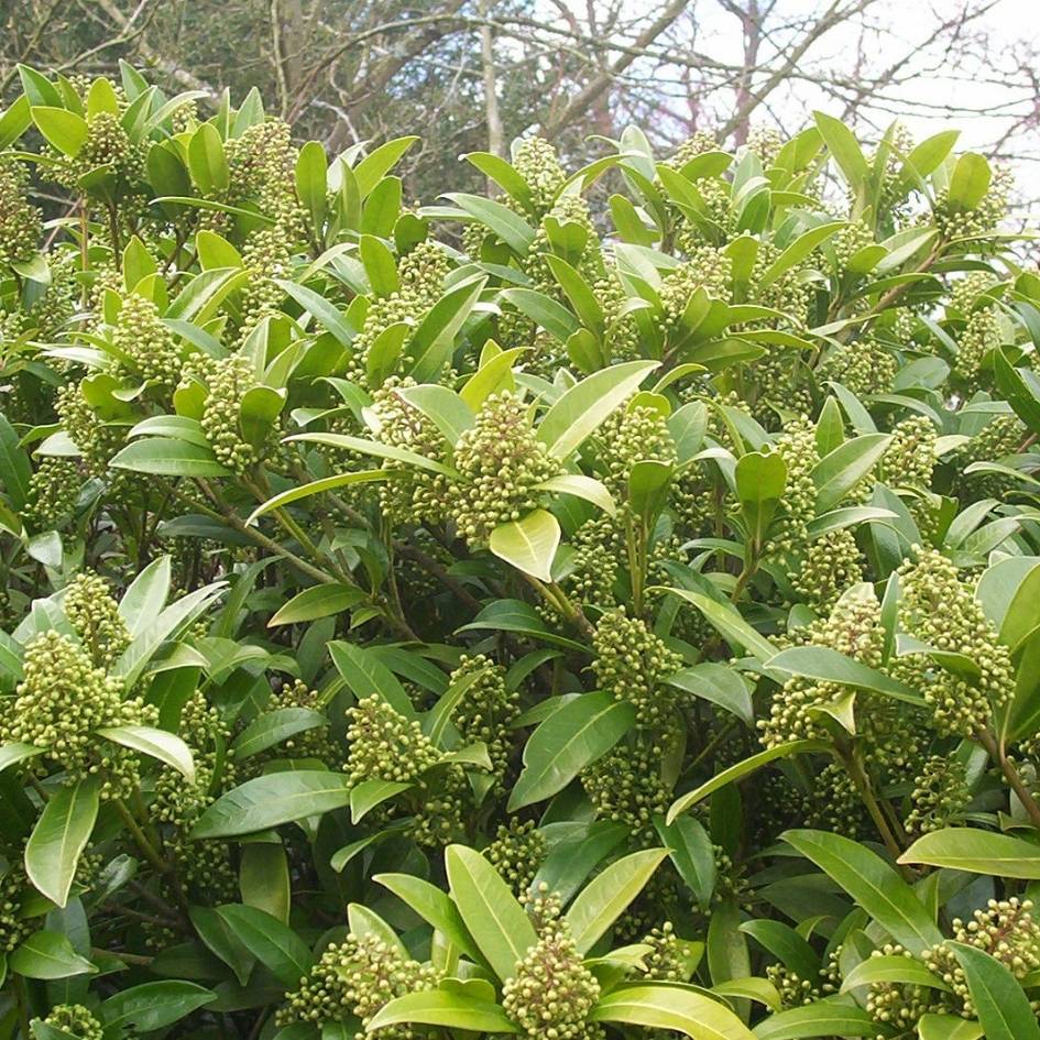 Skimmia × confusa ‘Kew Green’
