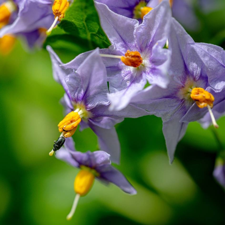 Solanum crispum ‘Glasnevin’