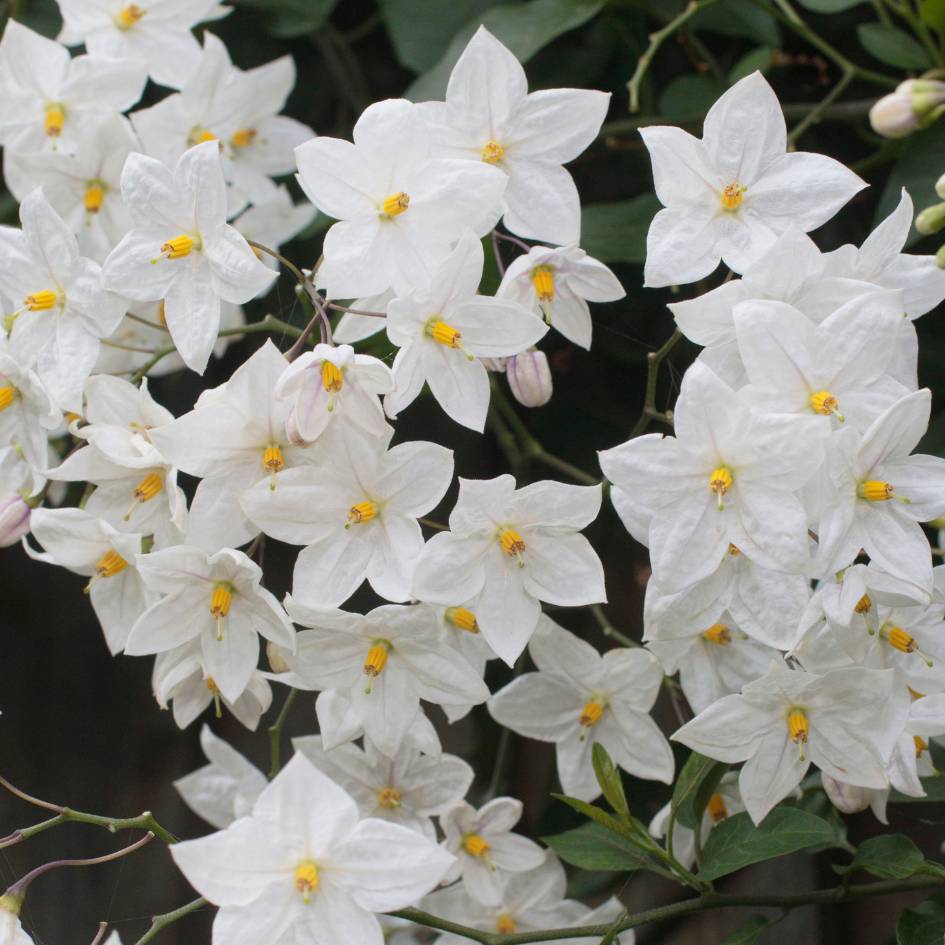Solanum jasminoides ‘Album’