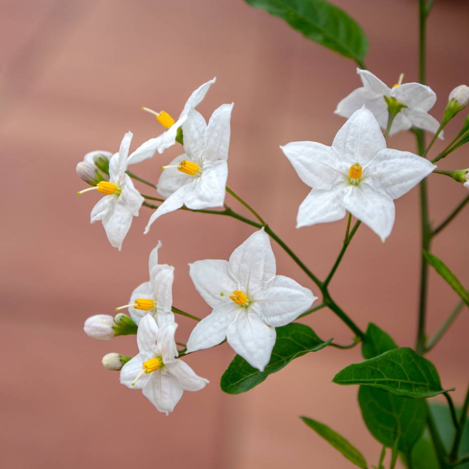 Solanum jasminoides ‘Album’
