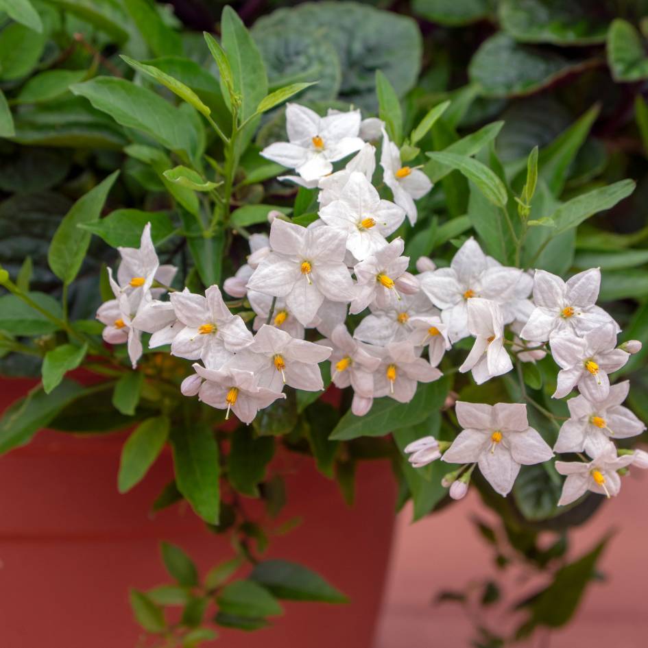 Solanum jasminoides ‘Album’