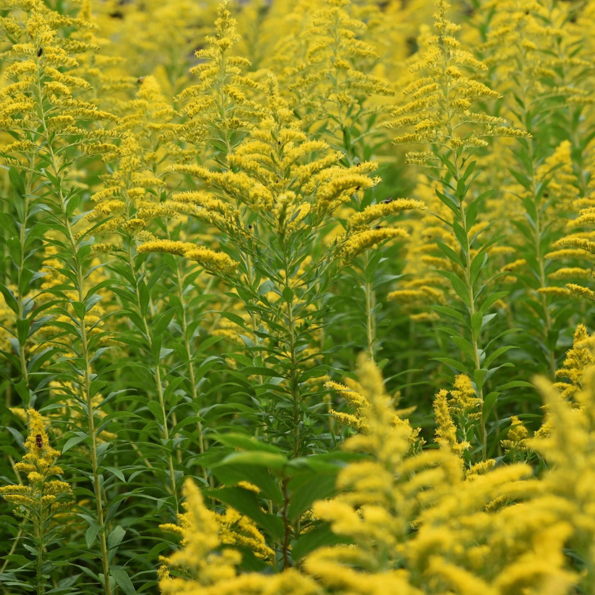Solidago ‘Strahlenkrone’