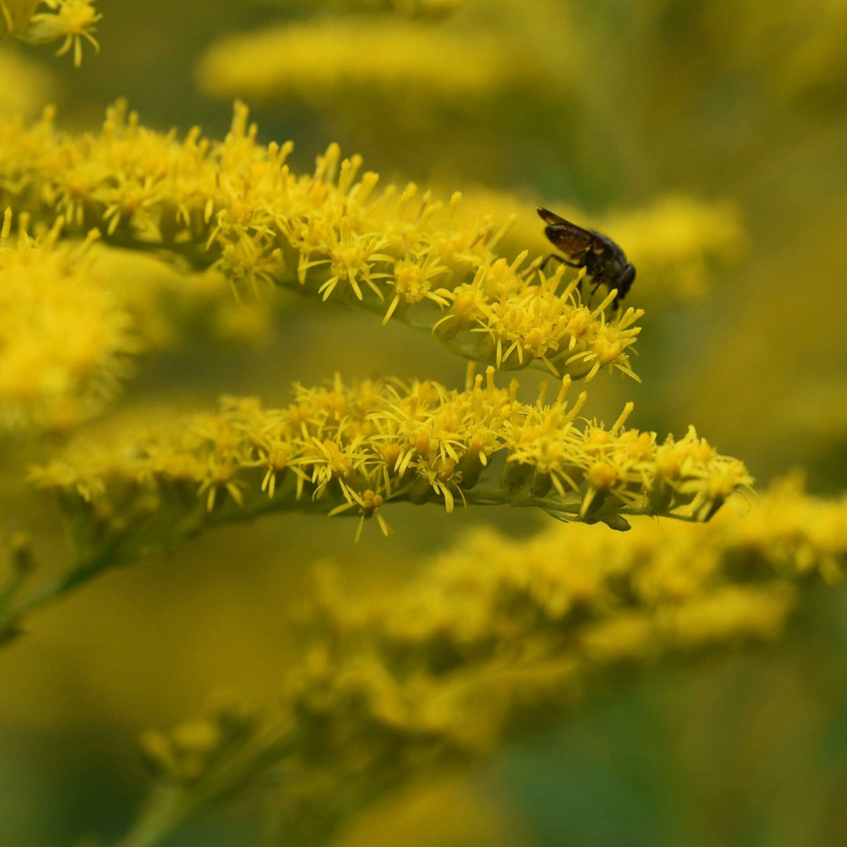 Solidago ‘Strahlenkrone’