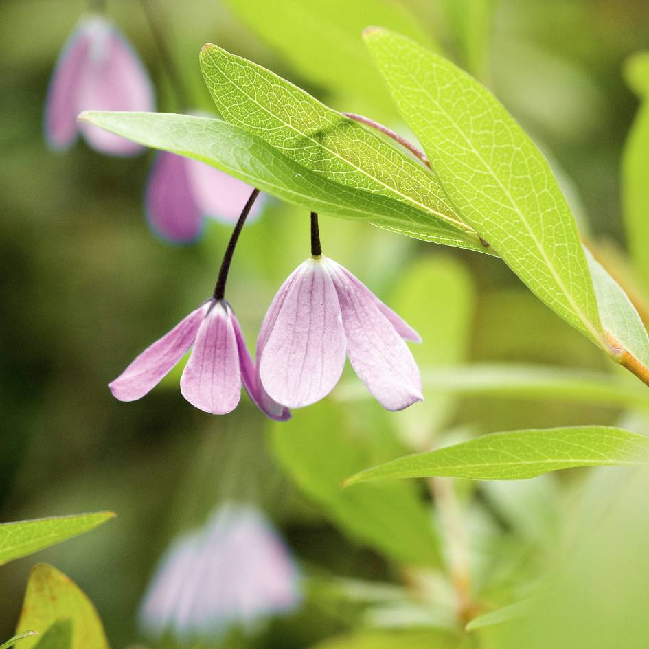 Sollya heterophylla ‘Pink’