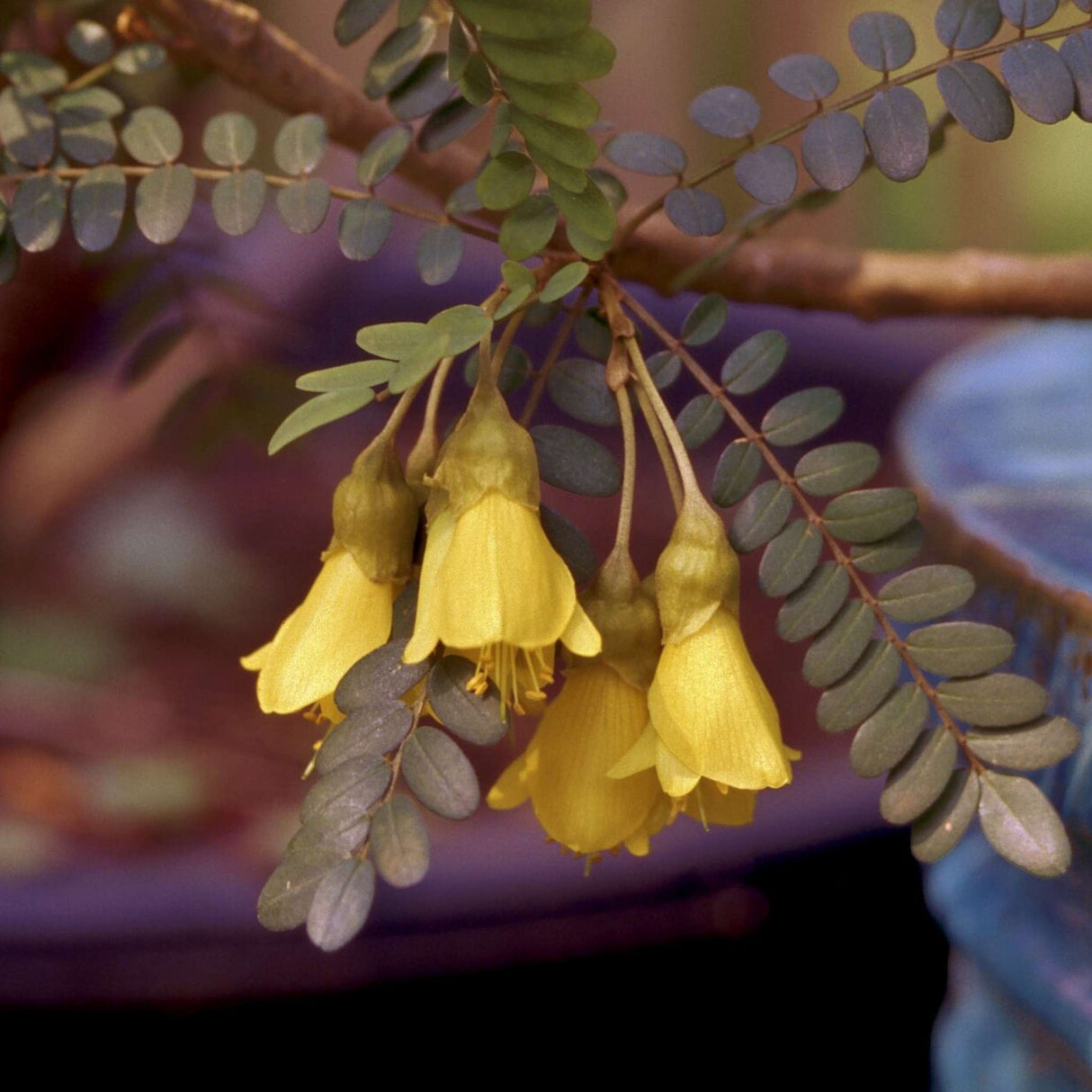 Sophora ‘Sun King’