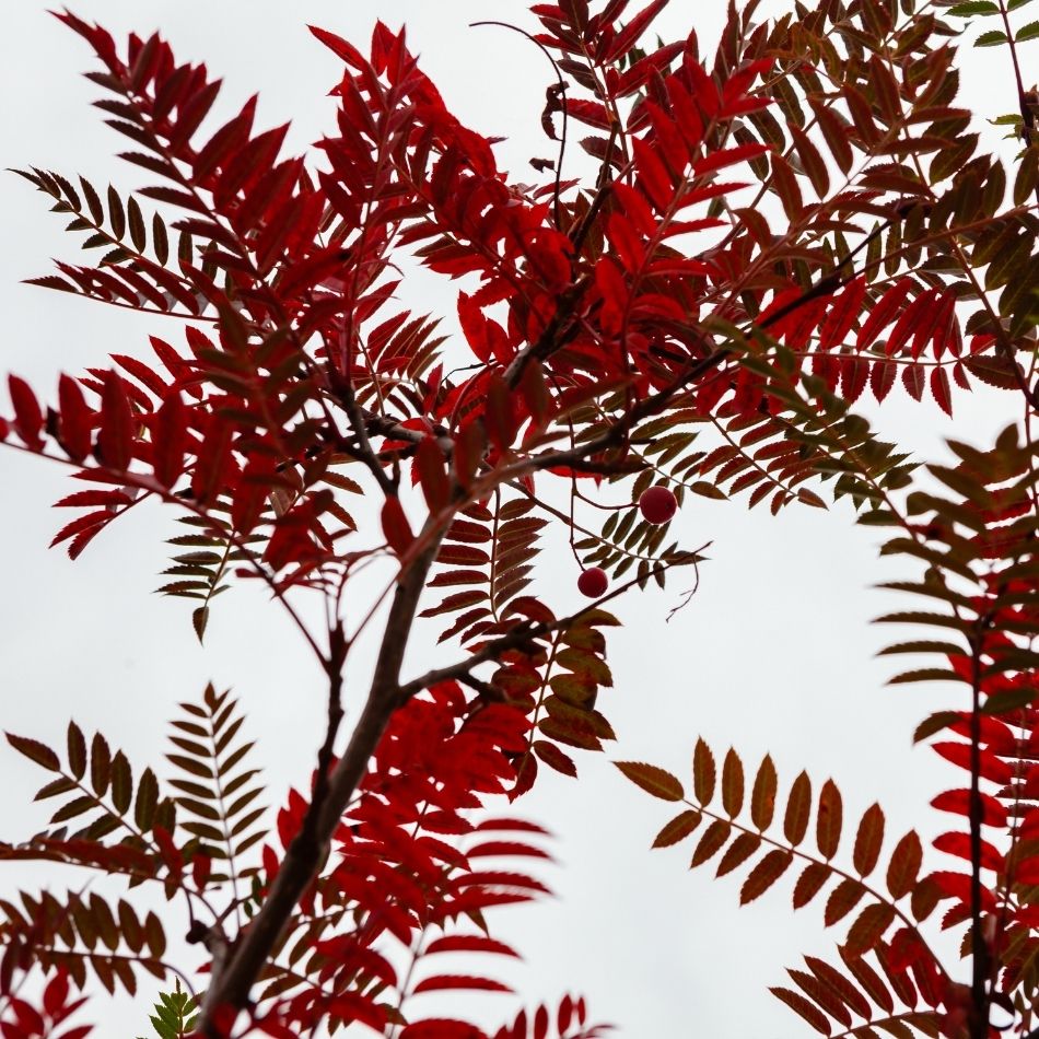 Sorbus vilmorinii