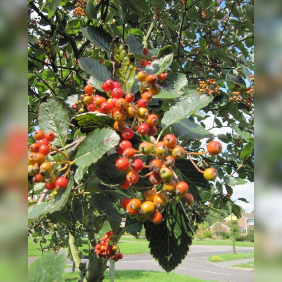 Sorbus aria ‘Lutescens’