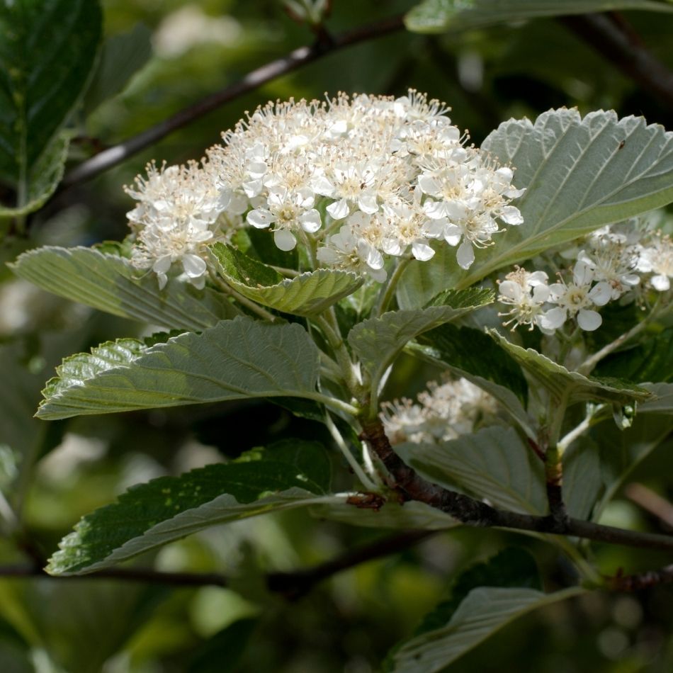 Sorbus aria ‘Lutescens’
