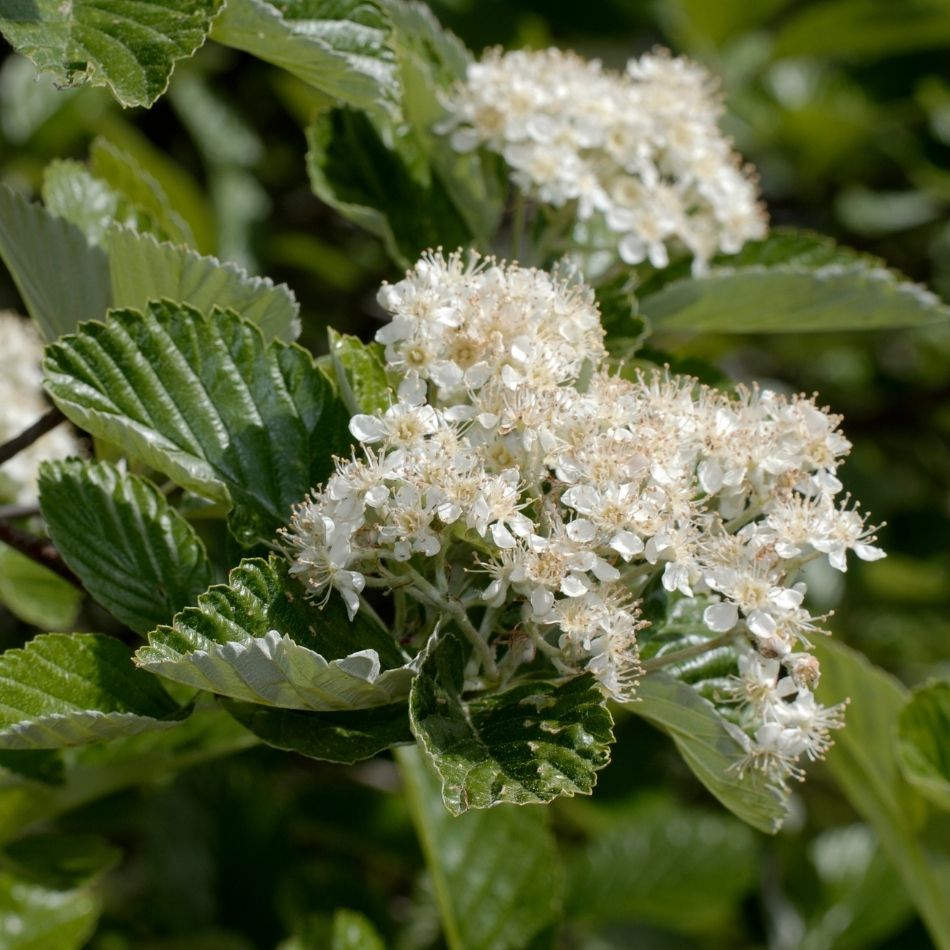 Sorbus aria ‘Majestica’