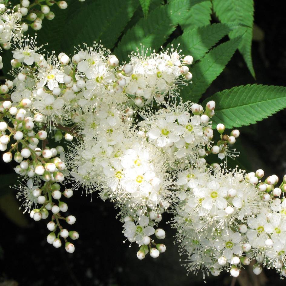 Sorbus commixta