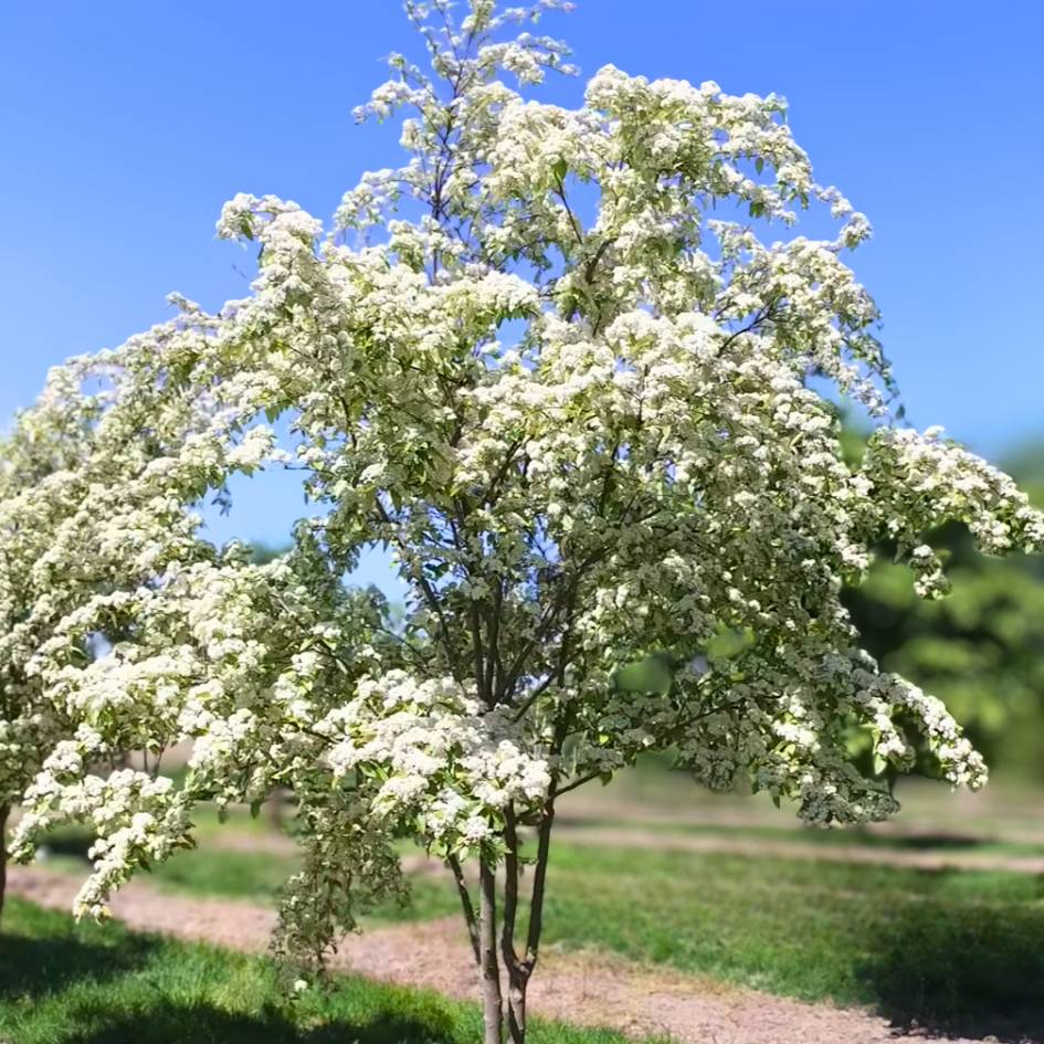 Sorbus folgneri ‘Emiel’