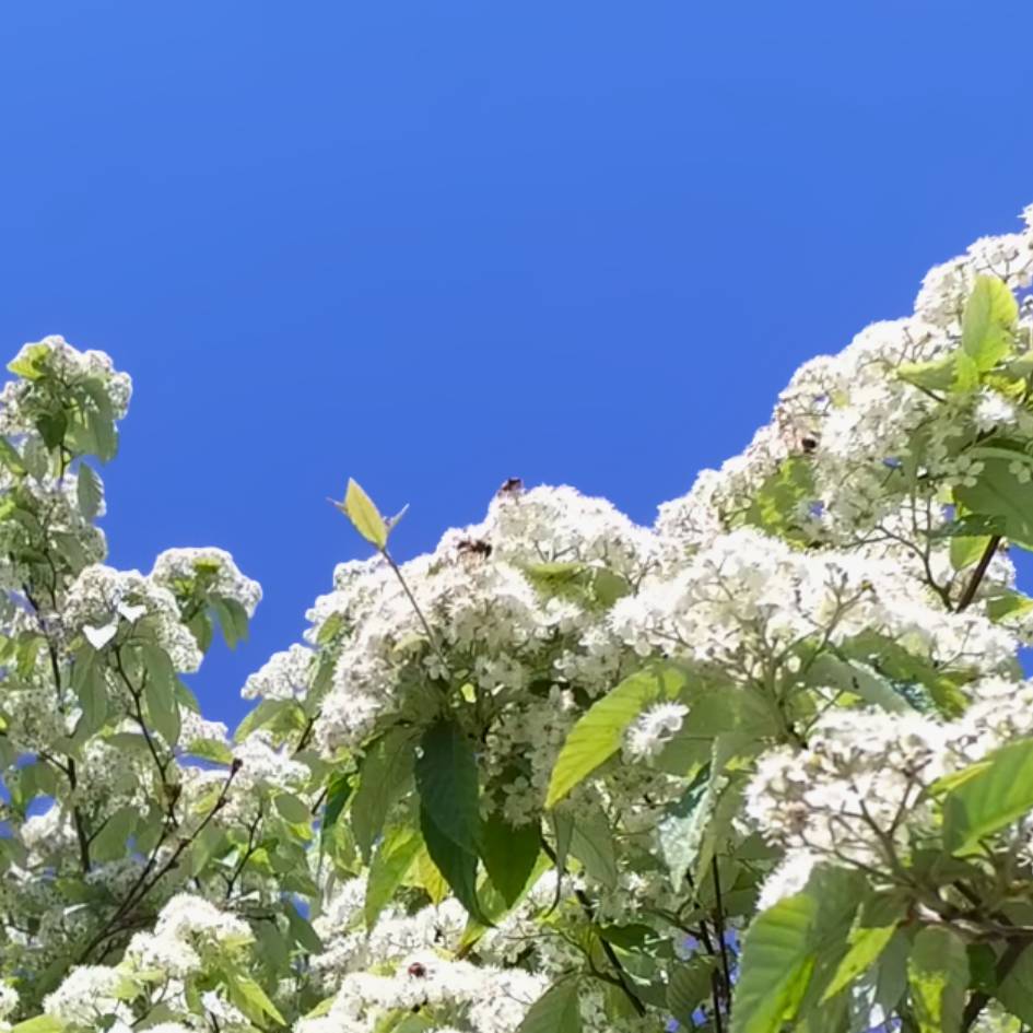 Sorbus folgneri ‘Emiel’