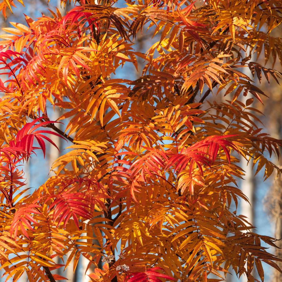 Sorbus ulleungensis ‘Dodong’