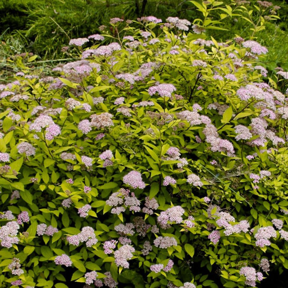 Spiraea japonica ‘Golden Princess’