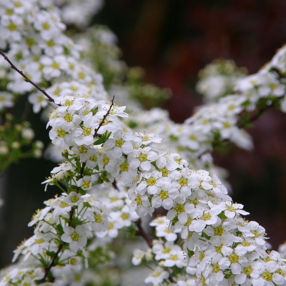 Spiraea ‘Arguta’