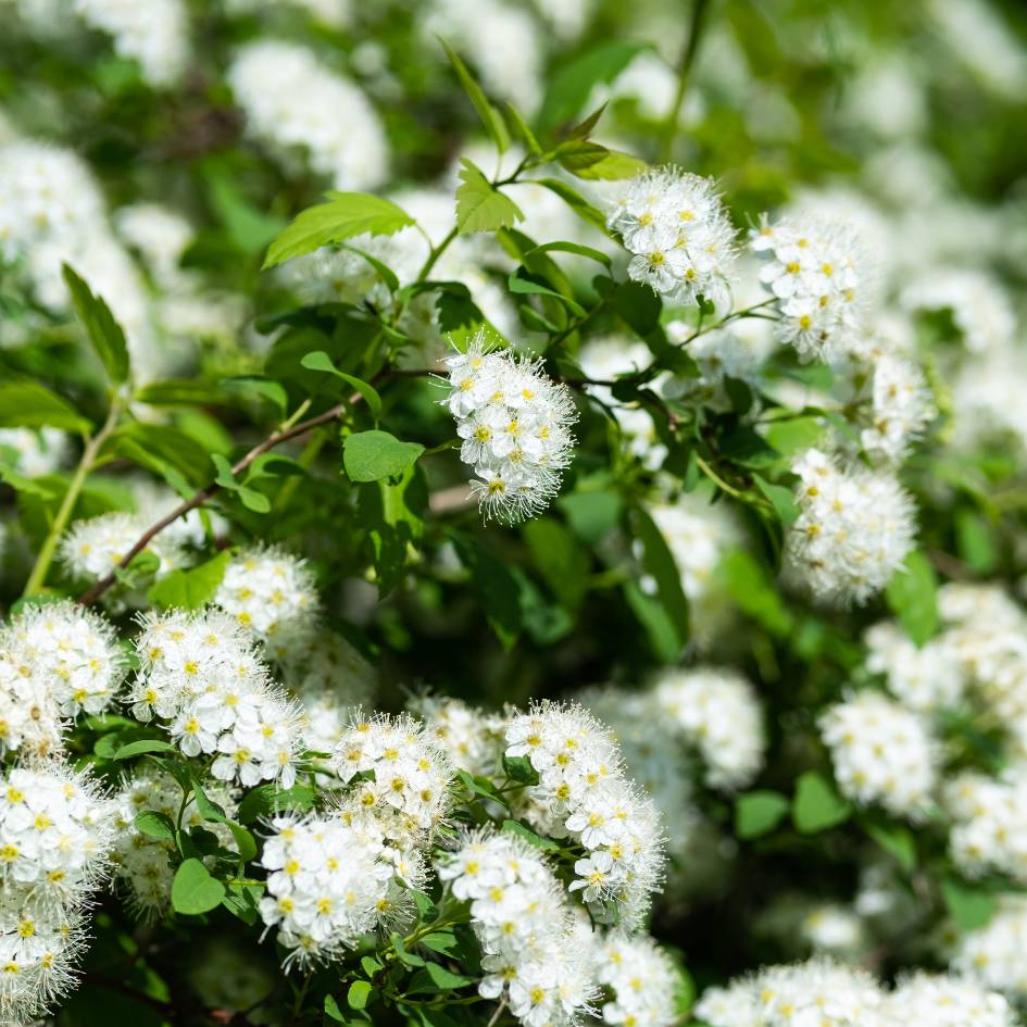 Spiraea betulifolia ‘Tor’