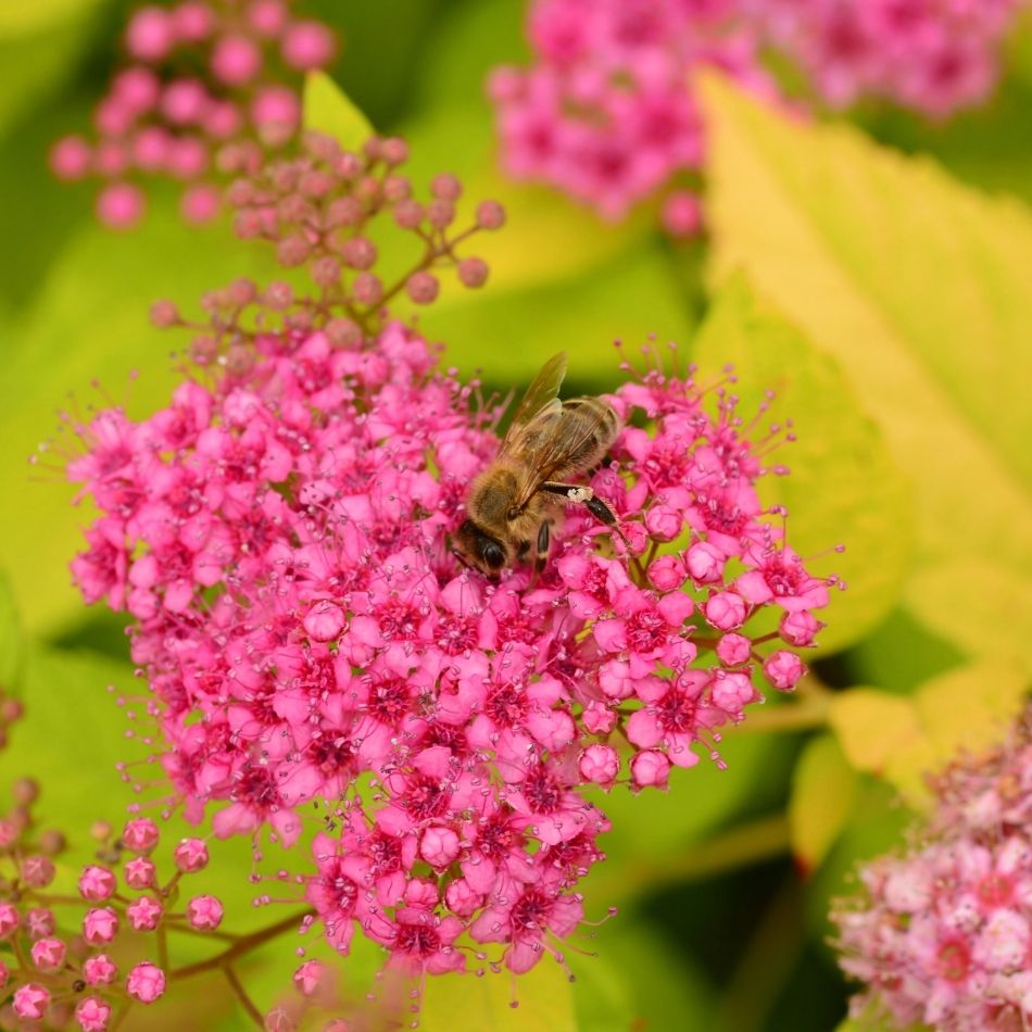 Spiraea japonica ‘Goldflame’