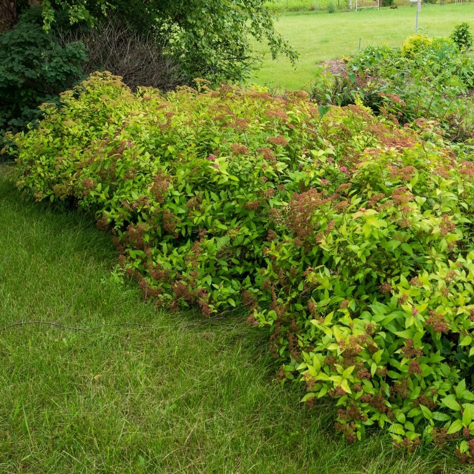 Spiraea japonica ‘Goldflame’
