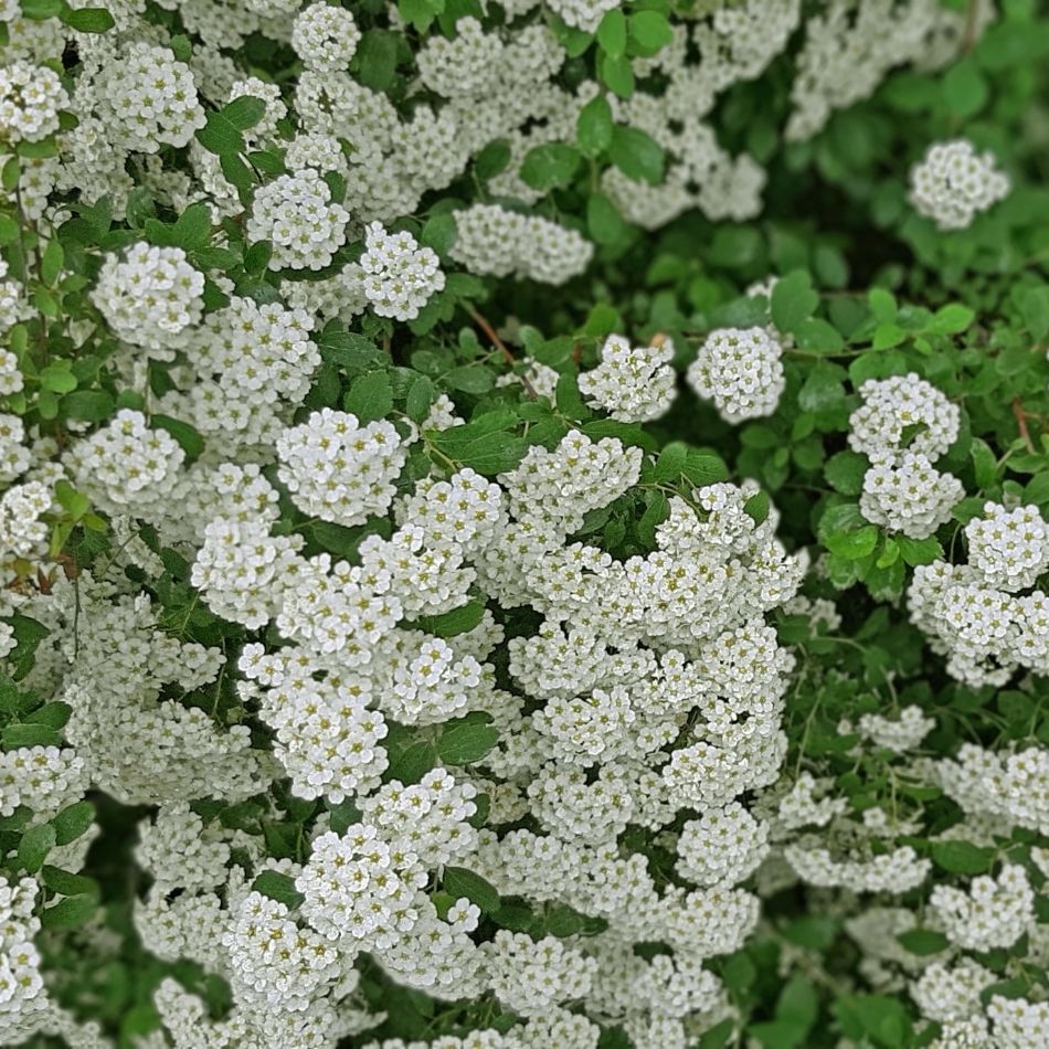 Spiraea nipponica ‘Snowmound’